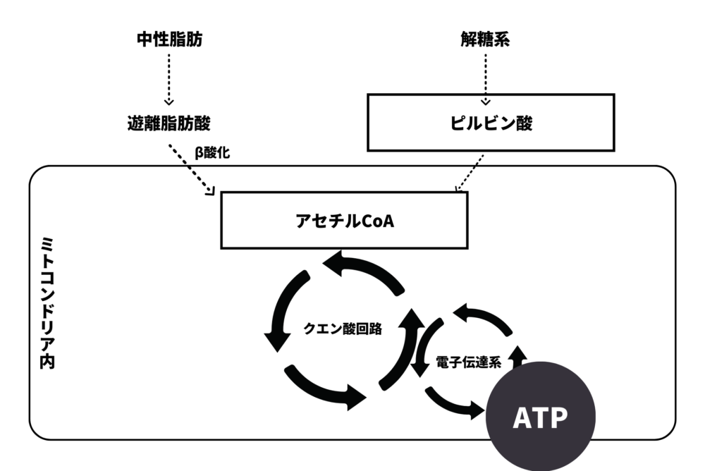ATPとはいったい何なのか？体内における働きをわかりやすく解説