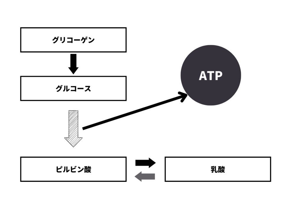 解糖系におけるATP産生